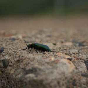 Beetle